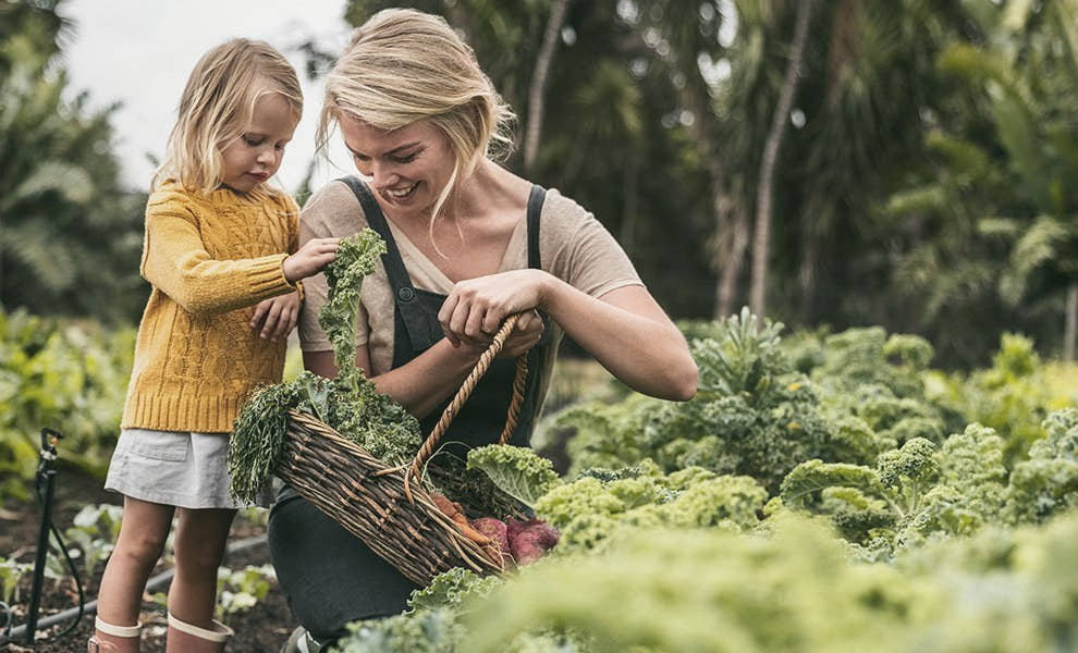 A mother and her young daughter picking kale into a basket in a vegetable garden